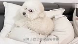 铲屎官故意在狗子跟前放屁，汪星人要气疯了，场面笑爆了
