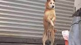 男子街边偶遇喜欢看热闹的狗狗