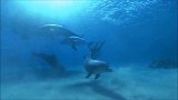 狗狗落入海中被鲨鱼盯上，结果出人意料，镜头记录全过程！