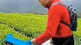 茶叶的收割过程，涨见识了