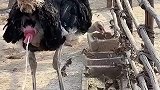 鸵鸟闹肚子，我还是第一次见