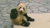 熊猫宝宝有情绪了，很认真地在发脾气，可人们全都笑话熊家