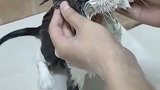猫：就是这样，好好按摩！