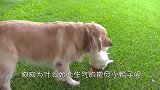 金毛生起气来这么凶，主人都害怕了，谁曾想是鸭子的锅