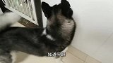 二哈被关禁闭后哼哼唧唧想出去，委屈巴巴的祈求主人原谅，萌化了