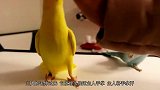 鹦鹉给吃饭的狗狗唱歌,场面太搞笑,狗子气得干脆饭都不吃了
