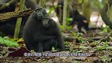 无恶不作的猴子，被老外扔进巨蜥池！网友：这样的做法太过分了！