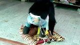 这两只猩猩真的好可爱呀，红猩猩很乖巧，黑猩猩却很顽皮！