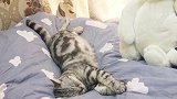 猫咪睡觉时居然可以用尾巴回应主人，太神奇了