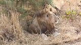 大餐时刻：狮王负责保护猎物，母狮带来大批幼崽汇合