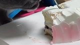 猫：铲屎的，我先帮你尝尝这蛋糕甜不甜！