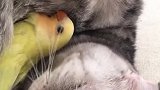 猫：你别怕哈，我又不吃你！