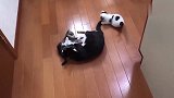 及宠爱于一身的白色小奶猫，快步走向铲屎官，撒娇要抱抱