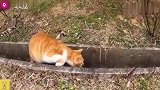 黑猫威胁橘猫不要靠近自己的地盘，橘猫真的不敢动了