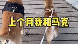 小柴不会真的是狐狸吧