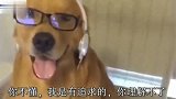 金毛学会格斗技后，就带马犬跑出去找大黄狗实践，打的那叫个嗨啊