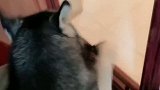 给小金毛收拾了笼子，备上了水盆、饭盆，在找到它主人之前，只要在咱家，我就会公平对待，咱家狗子们吃的它也会有