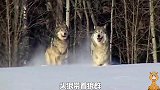 狼群追赶一大群麋鹿，突然麋鹿首领掉头向狼群迎上来，独身战狼群