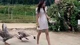 小姐姐被大鹅追着咬