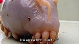 一只猪居然长成这样,绝大多数人没见过,深藏海底