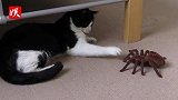 猫咪挑衅螳螂，下一秒直接被勾住脖子，镜头拍下搞笑画面！