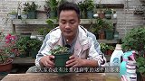 仙客来长出“小拳头”，及时清除才能安全生长
