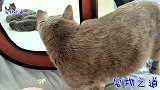 趁母猫不在产房，公猫偷偷去看新出生猫宝宝，巴巴的眼神叫人感动