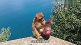 猴子抢了瓶可乐,然而嘚瑟不过三秒,意外发生,镜头记录爆笑瞬间