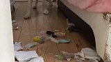 我就奇怪，我搞卫生时我家狗老是在旁边盯着，原来是有原因的