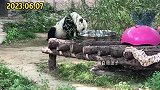 北京动物园的熊猫们在干啥？萌萌喝洗澡水，白天正脸吃竹竿