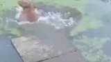 金毛从城市回老家，错把浮萍当草地