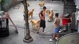 金毛一言不合自相残杀，男子见状持铁铲旁观