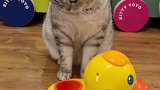 猫咪的迷惑行为