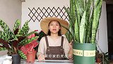 虎皮兰叶子下垂是什么原因？只要做好几点，叶子坚挺起来
