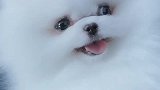 傻笑也会传染吗
