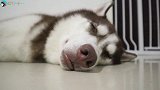 二哈见到主人竖中指，本想咬主人，结果被护主的边牧吓坏了！