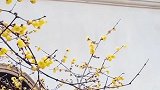 烂漫寒梅溢芬芳，殷勤黄鹂夸妙香