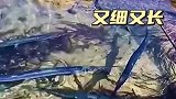 海边搁浅的鱼，又细又长
