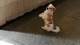 狗子：老板恭喜发财，赏块肉呗！