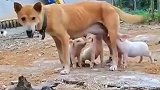大黄养小猪，真是操碎了心