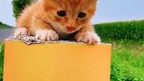 可爱的小猫咪