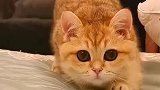 准备突袭小橘猫好像发现了敌情