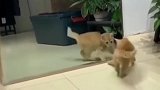 小猫咪照镜子，笑疯了
