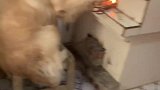 金毛看见奶奶在煮肉，闻到肉香主动去烧火