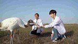陈立农和丹顶鹤互动瞬间，这一幕太有爱了！