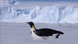 一个假企鹅混进了它们的队伍中，让我们看看企鹅的生活