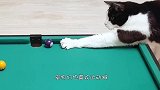 老外教大猩猩打乒乓，结果反被大猩猩完虐你是中国派来的吧