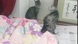猫：老实交代，你是不是偷吃我小鱼干了！