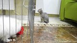 大叔抱回一只新宠，小奶猫伤心欲绝：你不爱我了