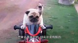 二哈把巴哥犬办了，生下的崽丑哭了，狗狗：长得丑是我的错吗